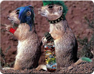 punksquirrels.jpg